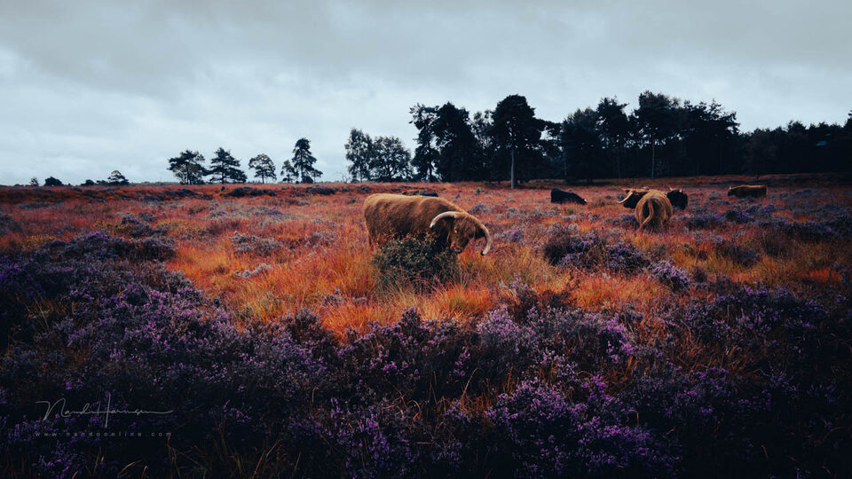 Nando colorgrading of niet 3 - f/11, 1/100s, 400 ISO @ 24mm