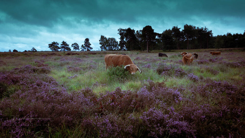 Nando colorgrading of niet - f/11, 1/100s, 400 ISO @ 24mm