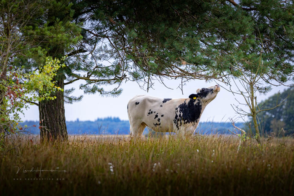 Denk na hoe je iets in beeld brengt - f/8, 1/60s, 800 ISO @ 363mm Denk na hoe je iets in beeld brengt - f/8, 1/60s, 800 ISO @ 363mm