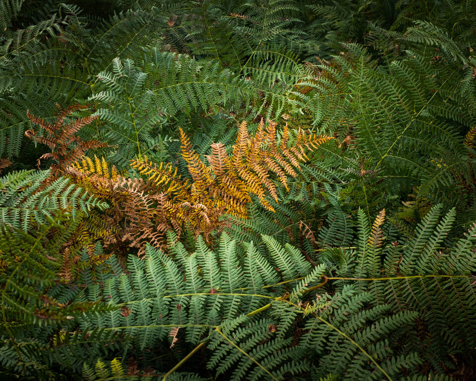 De prachtige varens - f/11, 1/60s, 320 ISO @ 23mm
