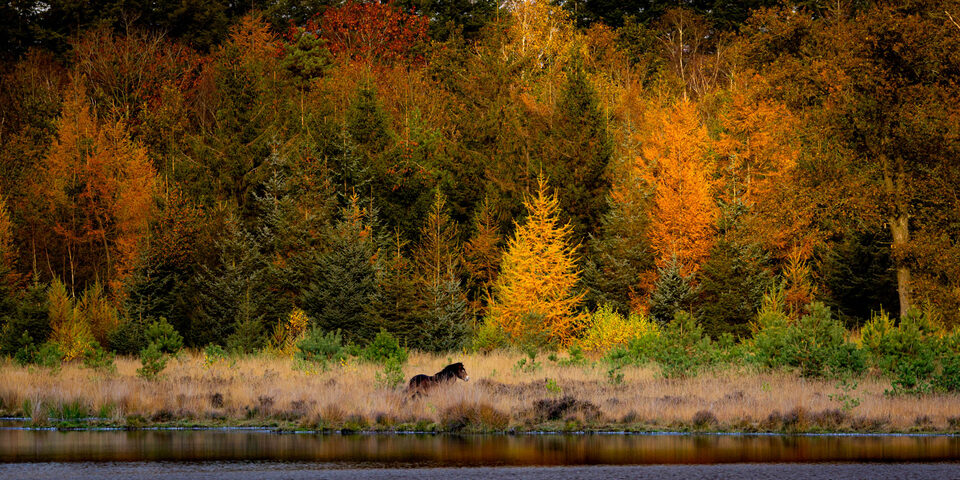 Konikspaard in een herfstlandschap - f/10, 1/640s, 400 ISO @ 324mm