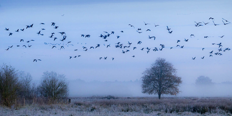 Combineer landschap en vogels - f/6.3, 1/320s, 3200 ISO @ 223mm