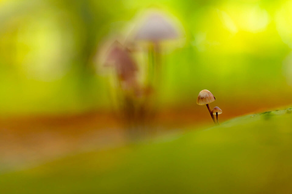 Paddenstoelen in de herfst  - f/3.5, 1/60s, 800 ISO @ 100mm