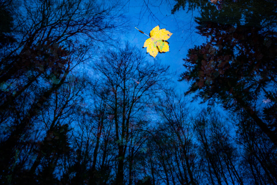 Mijn voornemen in 2026: herfstbladeren- f/5.6, 1/2s, 1600 ISO @ 25mm
