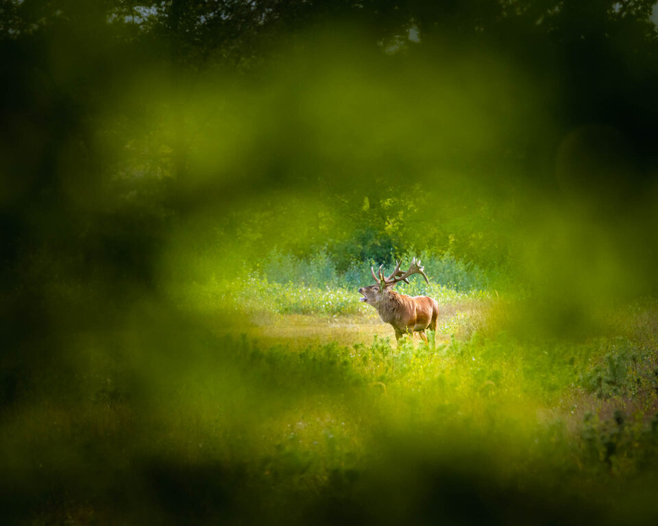 De bronst  - f/8, 1/500s, 1600 ISO @ 500mm