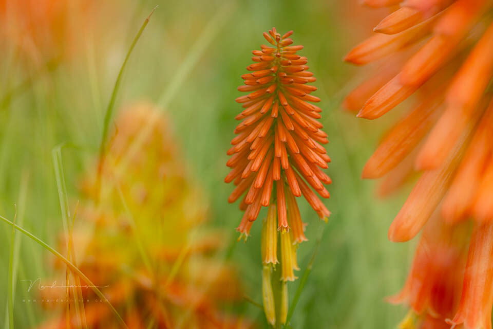 Nando meervoudige belichting inspiratie 11 - f/2.8, 1/500s, 100 ISO @ 100mm Nando meervoudige belichting inspiratie 11 - f/2.8, 1/500s, 100 ISO @ 100mm