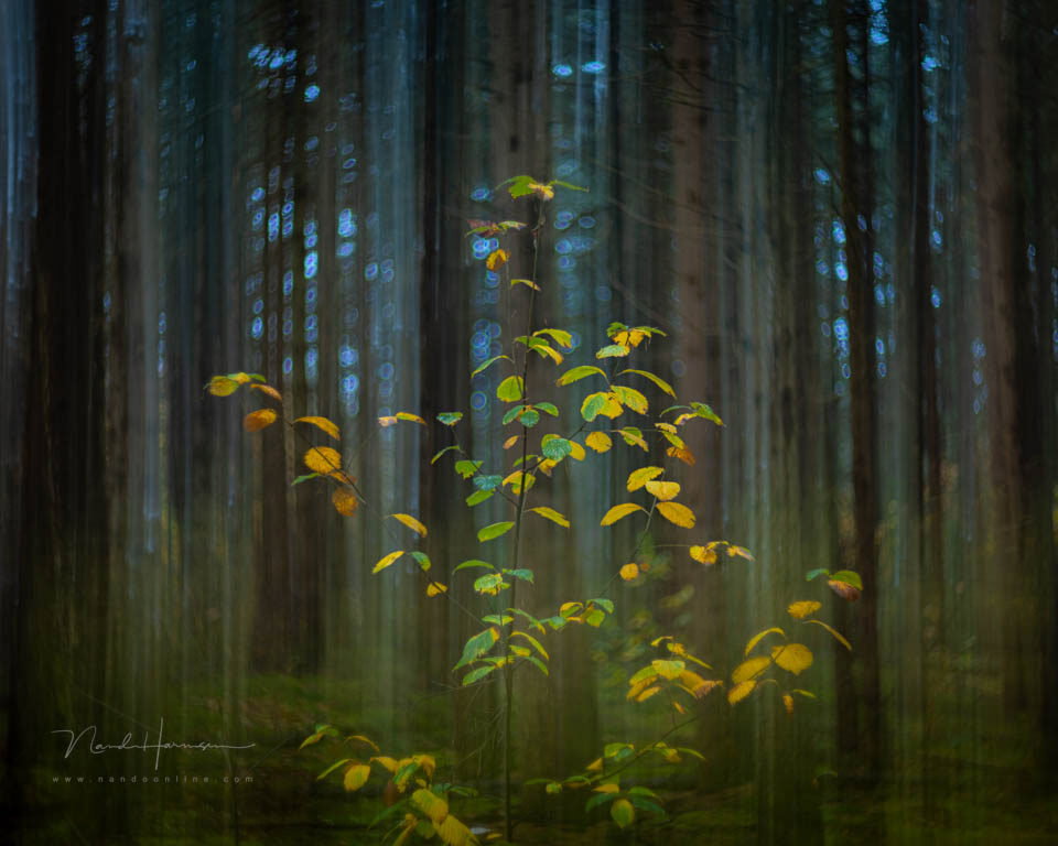 Nando meervoudige belichting inspiratie 15 - 1s, 200 ISO @ 75mm Nando meervoudige belichting inspiratie 15 - 1s, 200 ISO @ 75mm