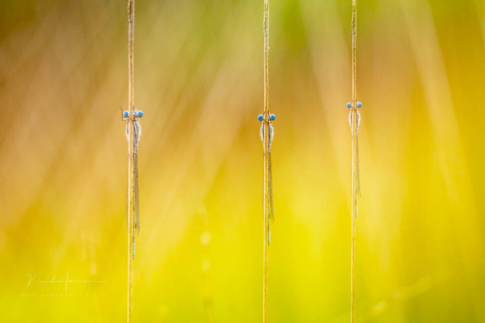 Nando meervoudige belichting inspiratie 7 - f/2.8, 1/250s, 400 ISO @ 100mm Nando meervoudige belichting inspiratie 7 - f/2.8, 1/250s, 400 ISO @ 100mm