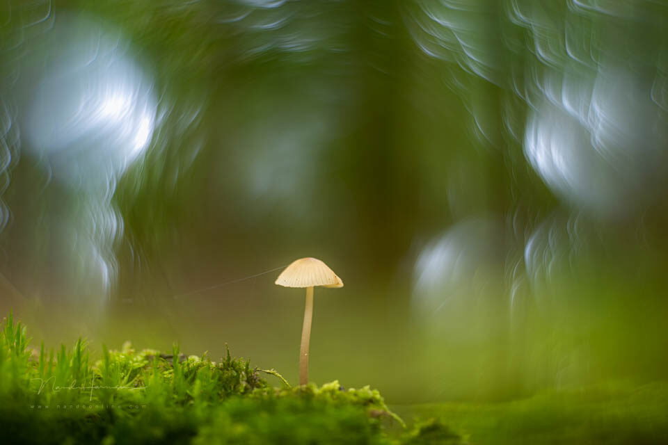 Nando meervoudige belichting inspiratie 9 - f/2.8, 1/30s, 200 ISO @ 100mm Nando meervoudige belichting inspiratie 9 - f/2.8, 1/30s, 200 ISO @ 100mm