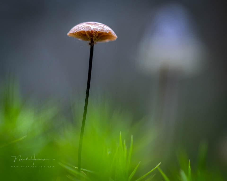 Nando paardehaartaailing met crop 1 - f/4, 1/30s, 400 ISO @ 100mm
