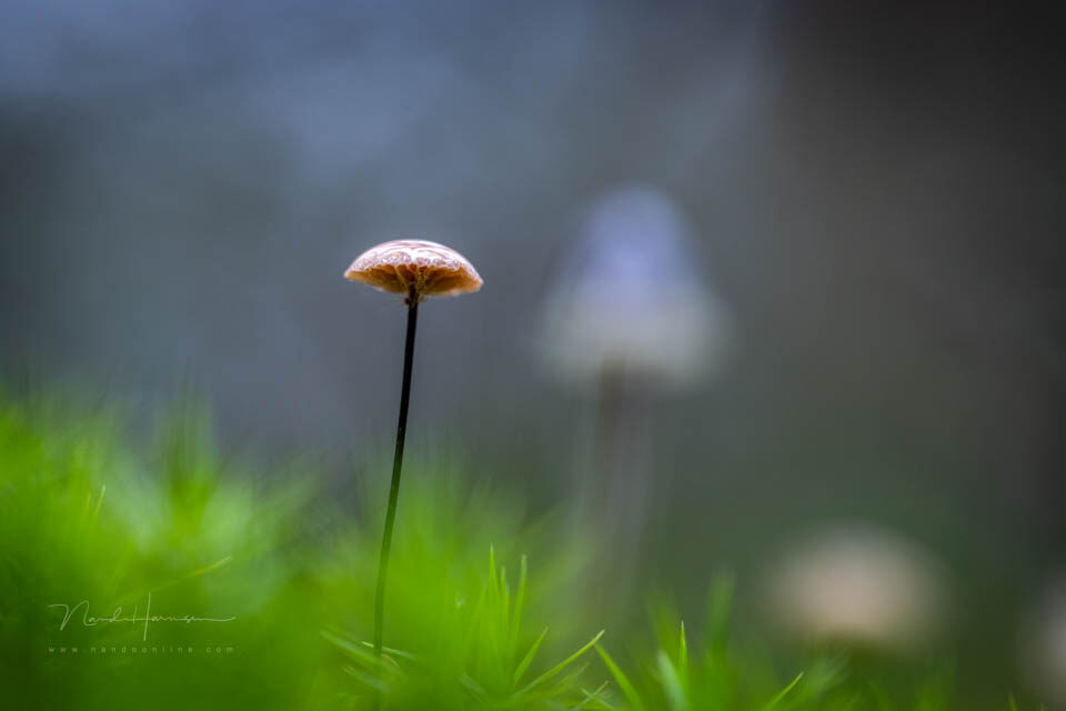 Nando paardehaartaailing - f/4, 1/30s, 400 ISO @ 100mm