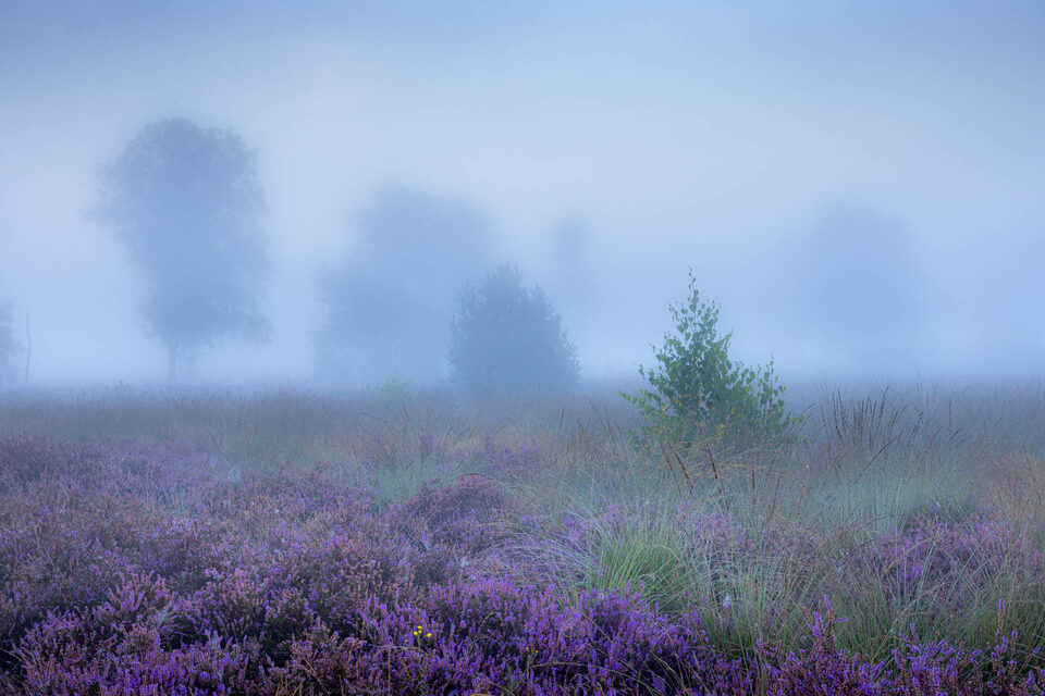 Strabrechtse heide - f/11, 1/6s, 100 ISO @ 42mm Strabrechtse heide - f/11, 1/6s, 100 ISO @ 42mm