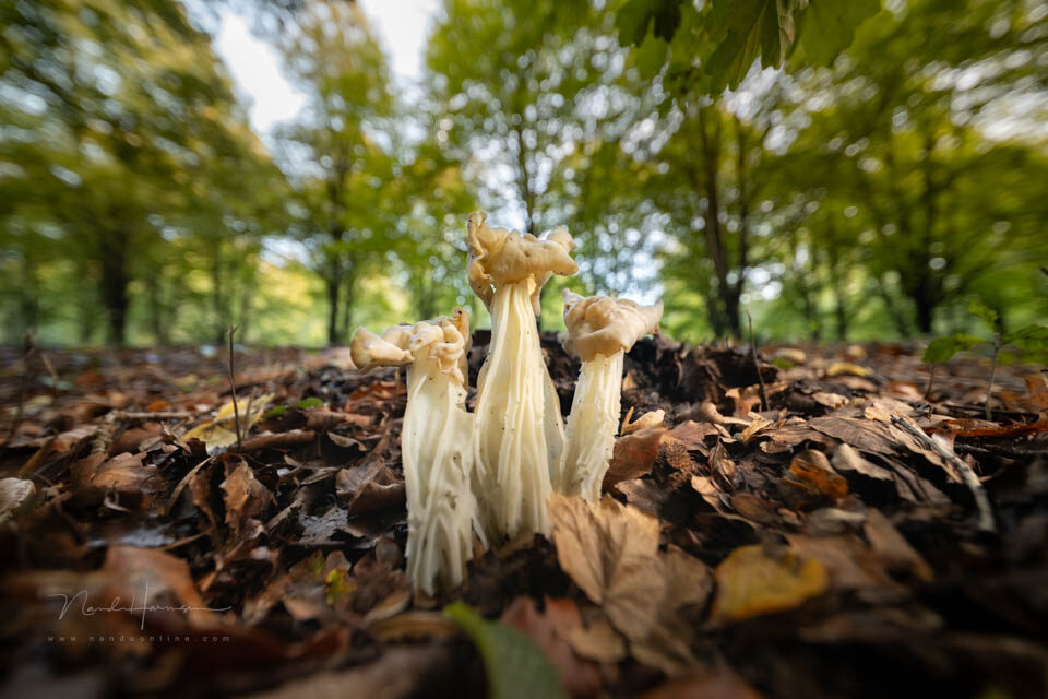 Witte kluifzwam met ultragroothoek - f/4, 1/20s, 200 ISO @ 12mm