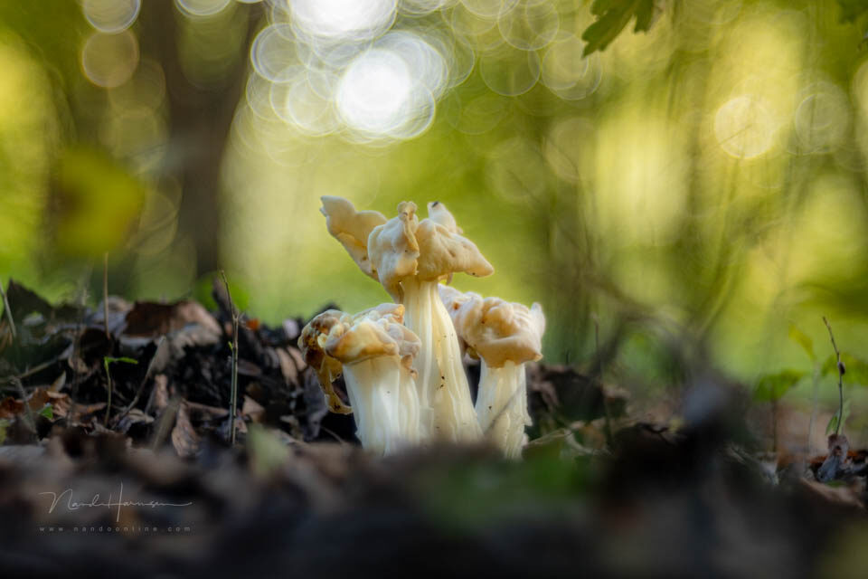Witte kluifzwam met teleobjectief en tussenringen - f/2.8, 1/60s, 800 ISO @ 100mm
