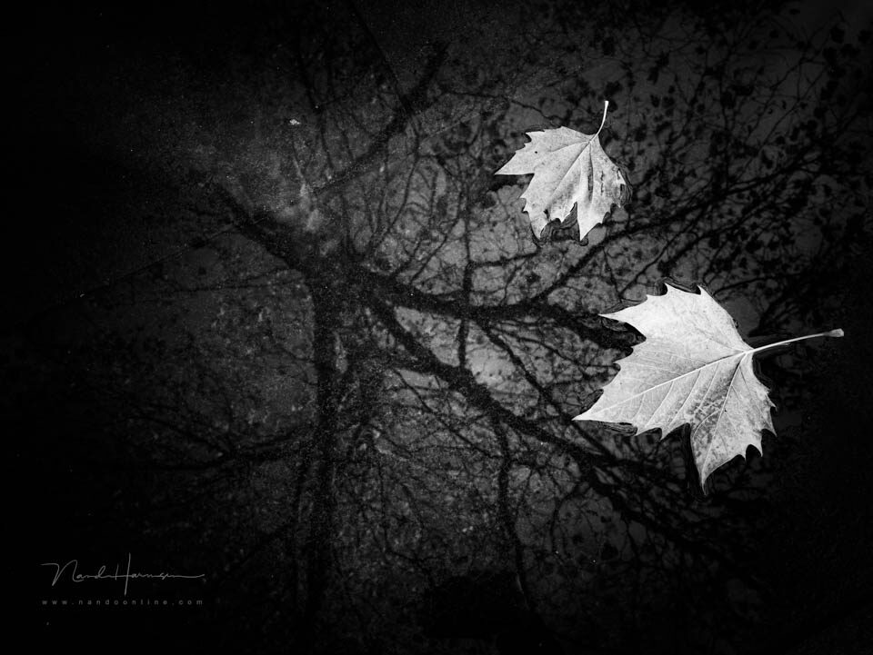 Herfst - f/8, 1/125s, 1000 ISO @ 28mm