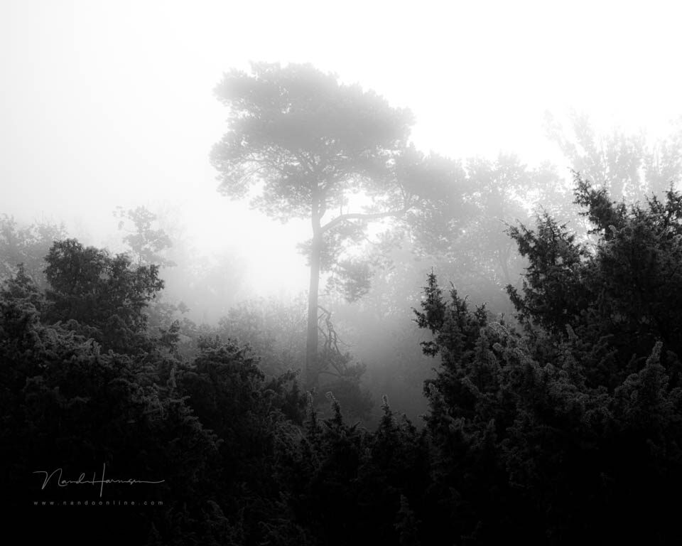 Puur zwart en puur wit is geen probleem - f/11, 1/25s, 100 ISO @ 42mm