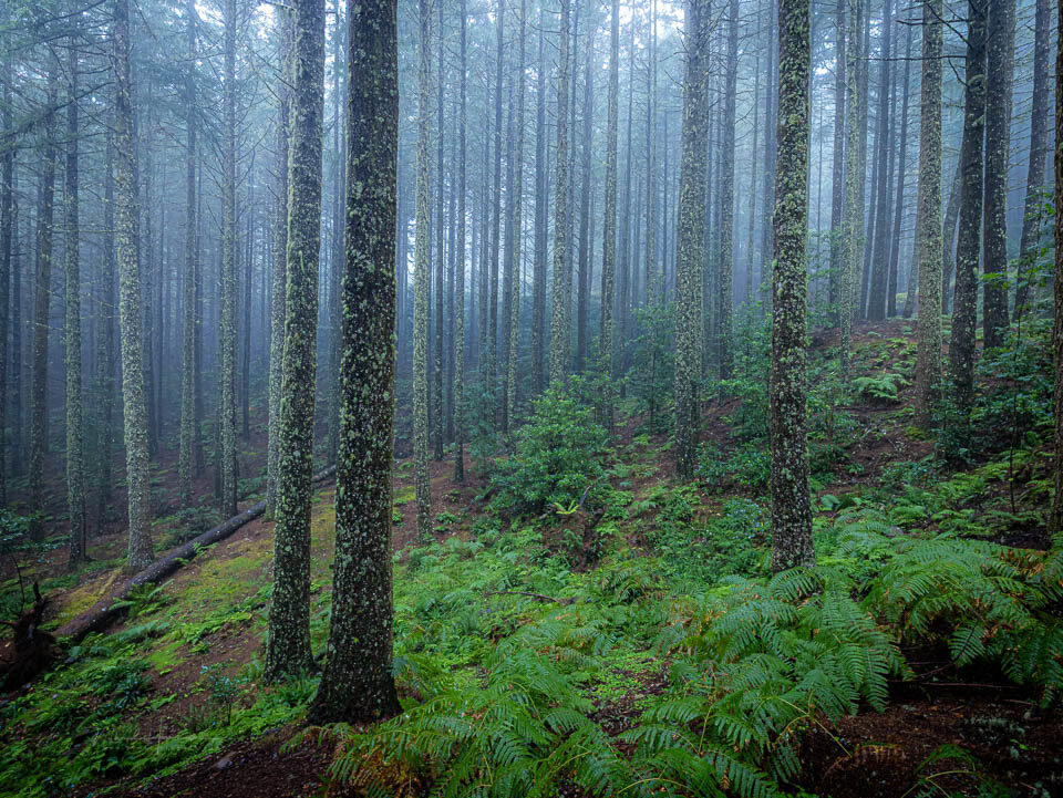 Nando 2026 madeira bos liggend - f/8, 1/30s, 1600 ISO @ 15mm Nando 2026 madeira bos liggend - f/8, 1/30s, 1600 ISO @ 15mm