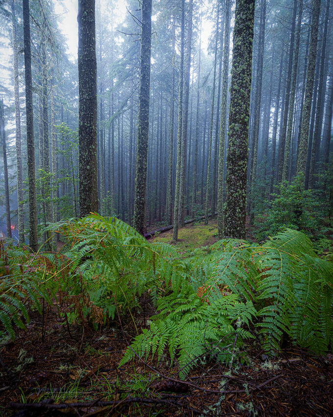 Nando 2026 madeira bos staand - f/2.8, 1/60s, 400 ISO @ 15mm Nando 2026 madeira bos staand - f/2.8, 1/60s, 400 ISO @ 15mm