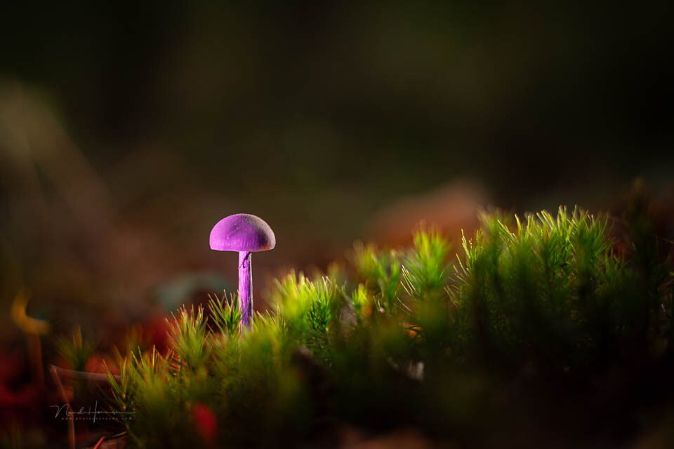 Eigen licht dat de amethistzwam beter tot recht laat komen - 1/200s, 400 ISO @ 100mm Eigen licht dat de amethistzwam beter tot recht laat komen - 1/200s, 400 ISO @ 100mm