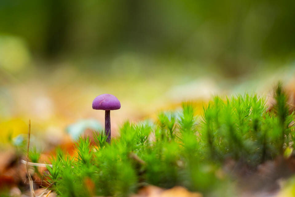 Een mooi amethistzwammetje, maar ik vind het licht niet mooi- 1/30s, 400 ISO @ 100mm Een mooi amethistzwammetje, maar ik vind het licht niet mooi- 1/30s, 400 ISO @ 100mm