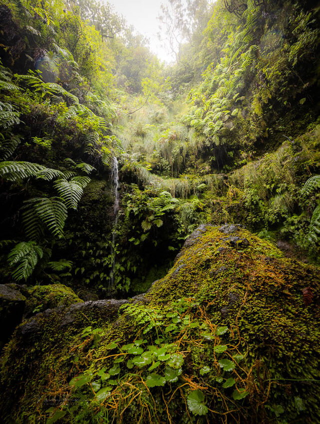 Het oerwoud van Madeira. Een focusstack van zes beelden - f/10, 1/30s, 800 ISO @ 15mm