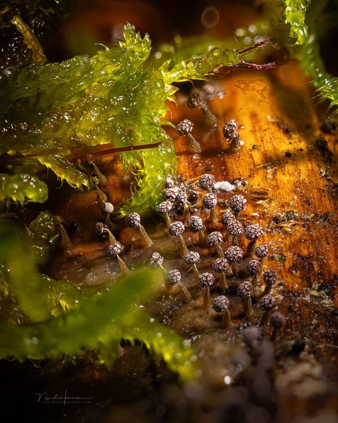 Slijmzwammen van enkele millimeters grootte. Het is een focusstack met StackLab van 140 beelden - f/5.6, 1/125s, 400 ISO @ 100mm